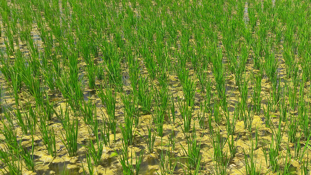 Monitoraggio agricolo / agricultural monitoring