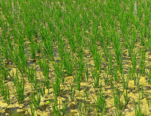 Surveillance agricole basée sur le SIG et la télédétection, étude de faisabilité