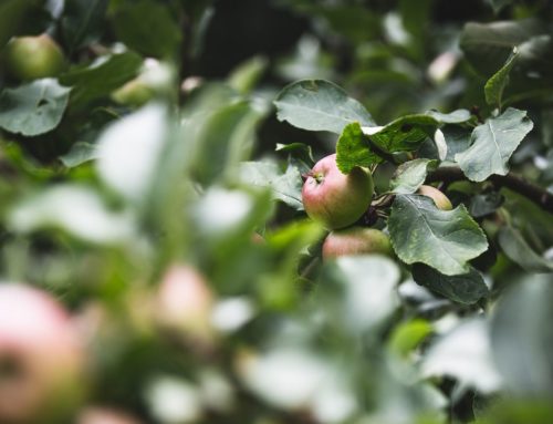 A landmark in the landscape – Atlas of monumental and remarkable fruit trees