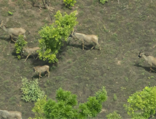 WisePark: Conservation of Comoé National Park