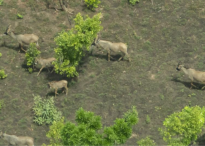 Parco Nazionale di Comoé