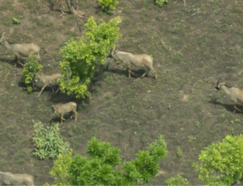 WisePark : la conservation du parc national de Comoé