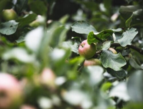 Une marque dans le paysage – Atlas des arbres fruitiers monumentaux et remarquables