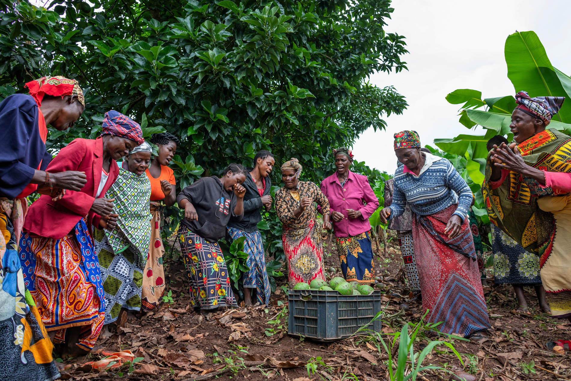 Mozambique, Chimoio, Manica, Agriculture